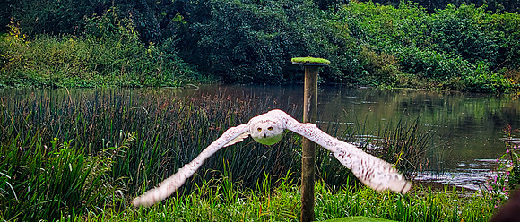 Warwick Castle Falconry 06