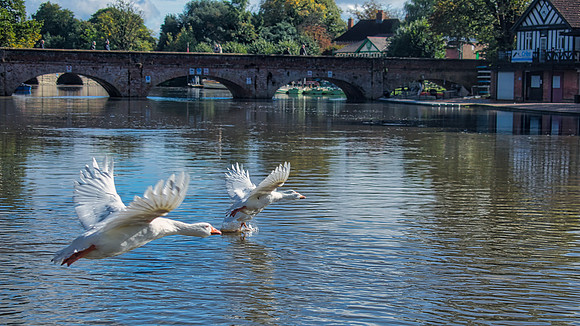 Geese on the Avon