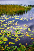 Rold Skov Lake 02