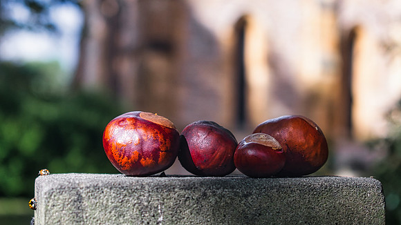 Holy Chestnuts