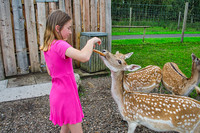 Hello Deer
