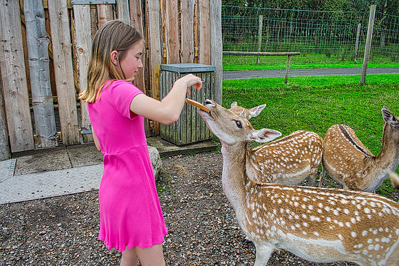 Hello Deer