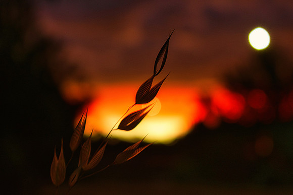 Fire Grass Print