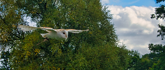Warwick Castle Falconry 03