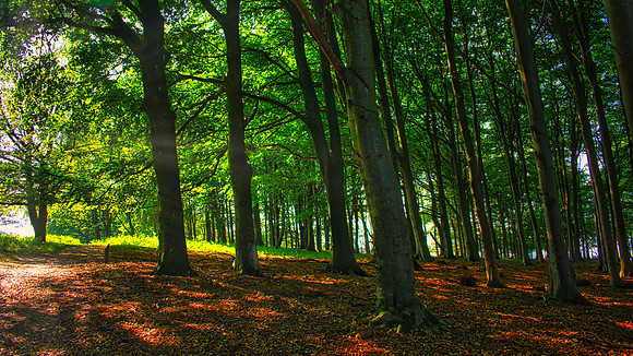 Lindholm Høje Woods