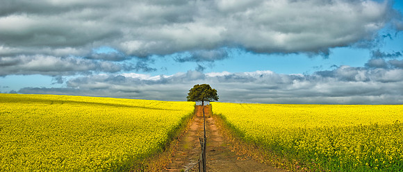 Canola Tree 03