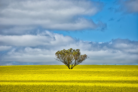 Canola Tree 02