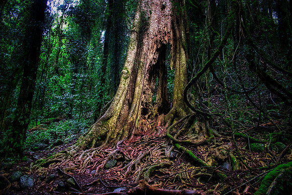Dorrigo Tree 01