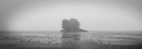 Bushfire Smoke BW