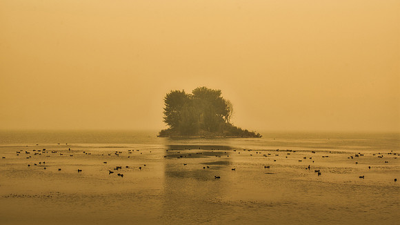 Isle of Ducks