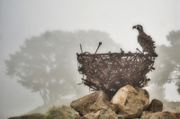 Fog Eagle Print
