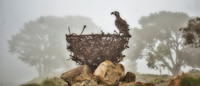 Foggy Eagle