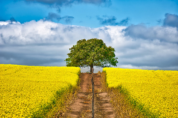 Canola Tree 01
