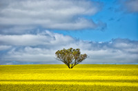 Canola Tree 02
