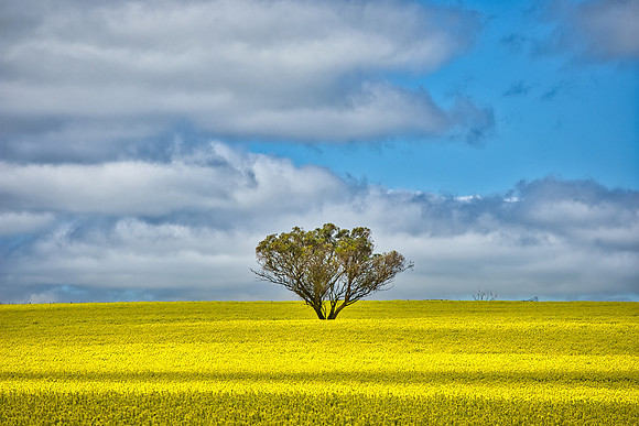 Canola Tree 02