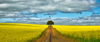 Canola Tree 03