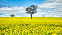 Canola Trees 03