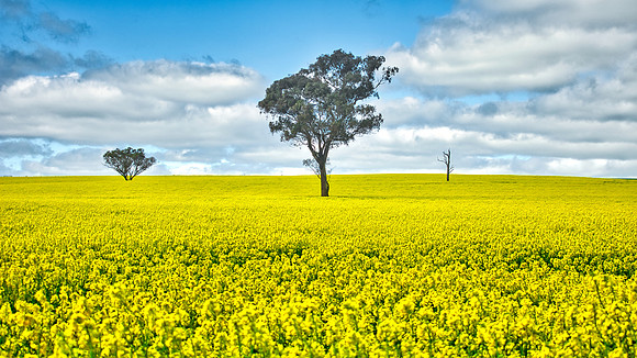 Canola Trees 03