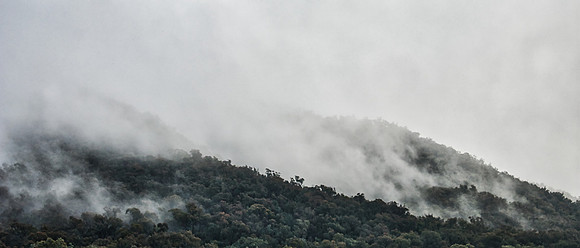 King Valley Fog 01