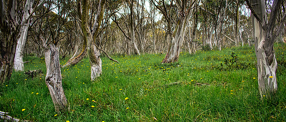 Mt Hotham Forest 02
