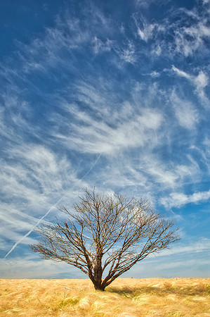 Tree in Gold 01