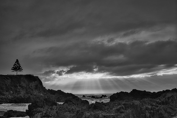 Tuross Tree Sunrise Mono