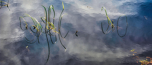 Pond Life
