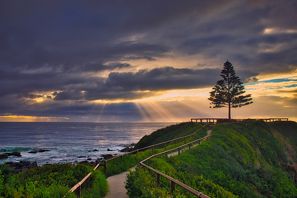 Tuross Tree Sunrise 01