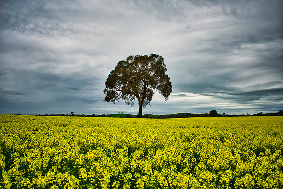 Tree in Gold
