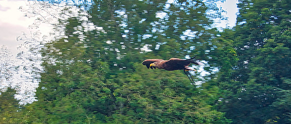 Warwick Castle Falconry 04