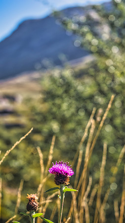 Glencoe Thistle 01