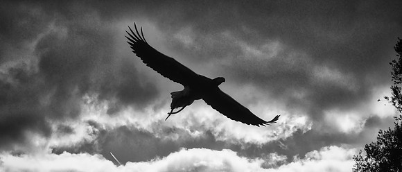 Warwick Castle Falconry 05