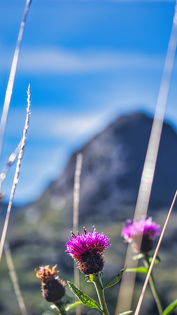 Glencoe Thistle 03