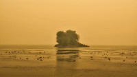 Isle of Ducks