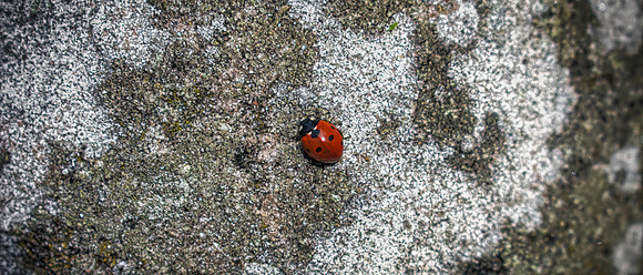 Warwick Castle Ladybird