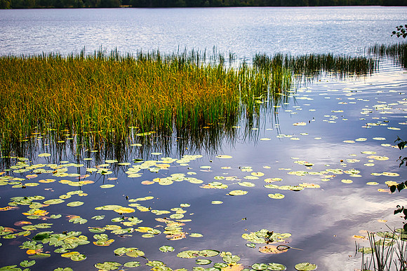 Rold Skov Lake 03