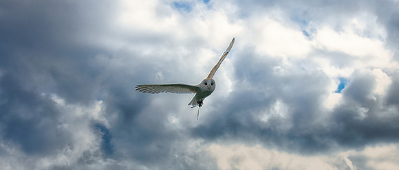 Warwick Castle Falconry 02