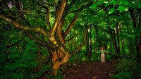 Water of Leith Woods 01