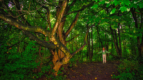 Water of Leith Woods 01