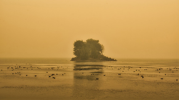 Isle of Ducks