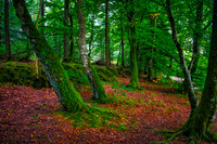 Rold Skov