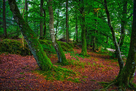 Rold Skov