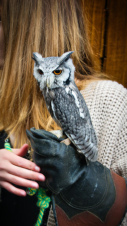 Edinburgh Owl 01