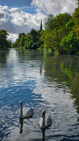 Swans on the Avon