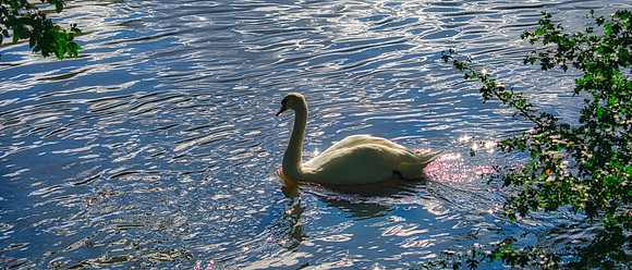 Swan on the Avon