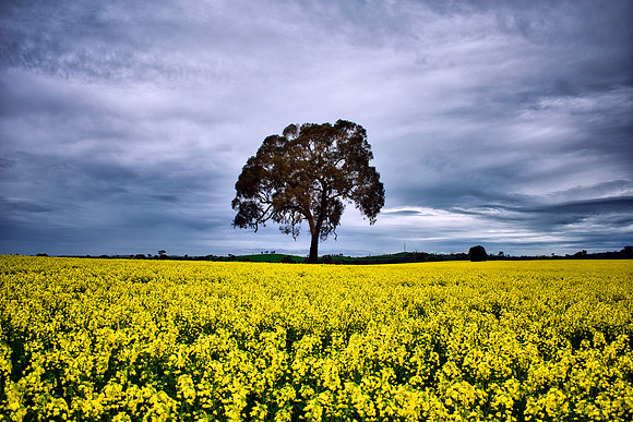 Tree in Gold