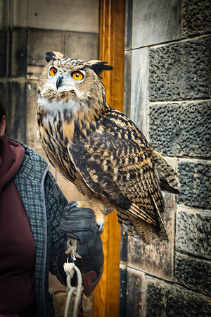 Edinburgh Owl 02