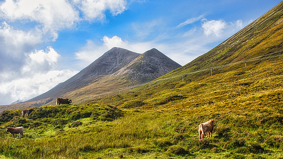 Hillside Coos