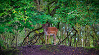 Oh Deer 01