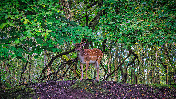 Oh Deer 01
